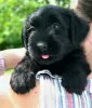 Photo №3. Giant Schnauzer puppies! Delivery is. Ukraine