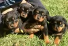 Photo №1. rottweiler - for sale in the city of Berlin | Is free | Announcement № 125351