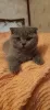 Photo №3. Purebred Scottish Fold kittens for sale. France