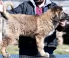 Additional photos: caucasian shepherd puppies