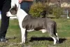 Additional photos: American Staffordshire Terrier Beautiful Puppies