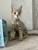 Photo №4. I will sell savannah cat in the city of Москва. from nursery - price - 5283$