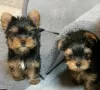 Photo №2 to announcement № 125804 for the sale of yorkshire terrier - buy in Sweden 