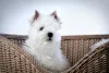 Photo №1. west highland white terrier - for sale in the city of Москва | 781$ | Announcement № 41876