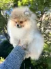 Additional photos: Pomeranian