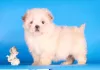 Additional photos: Maltipoo F1 puppies girls mini