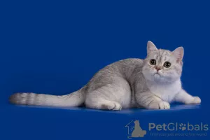 Photo №3. Scottish Fold Silver Chinchilla. Russian Federation