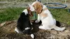 Photo №2 to announcement № 128460 for the sale of beagle - buy in Germany private announcement