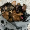 Photo №1. yorkshire terrier - for sale in the city of Rotterdam-Albrandswaard | 507$ | Announcement № 116180