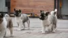 Additional photos: American Akita puppies for sale