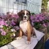 Photo №3. Boxer puppies DNA health test. Germany