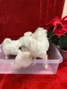 Additional photos: White Maltipoo Puppies