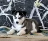 Photo №2 to announcement № 45897 for the sale of siberian husky - buy in United States 