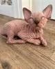 Photo №1. sphynx cat - for sale in the city of South Lake Tahoe | 500$ | Announcement № 93316