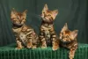 Additional photos: Bengal kittens with pedigree