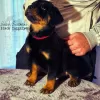 Photo №3. Rottweiler puppies female and male. Serbia