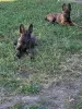 Additional photos: Dutch Shepherd puppies