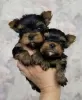 Photo №2 to announcement № 53585 for the sale of beaver yorkshire terrier - buy in Lithuania breeder