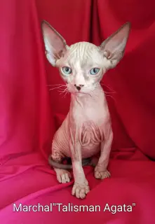 Additional photos: Don Sphynx kittens