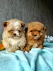 Photo №4. I will sell pomeranian in the city of Vilnius. private announcement - price - negotiated