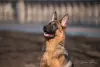 Photo №2 to announcement № 10448 for the sale of german shepherd - buy in Russian Federation breeder