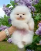 Photo №1. pomeranian - for sale in the city of Essen | 370$ | Announcement № 113936