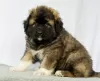 Photo №1. caucasian shepherd dog - for sale in the city of Vienna | Is free | Announcement № 75413