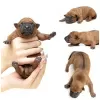 Photo №4. I will sell thai ridgeback in the city of Riga. breeder - price - 2196$