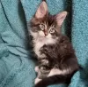 Additional photos: Healthy cute adorable Maine coon kittens available now for sell