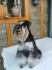 Additional photos: Miniature schnauzer puppies