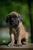 Photo №1. cane corso - for sale in the city of Belgrade | negotiated | Announcement № 102913