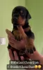 Photo №3. Doberman puppies for sale. Serbia