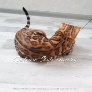 Additional photos: Bengal cat 1