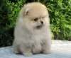 Photo №2 to announcement № 13262 for the sale of pomeranian - buy in Russian Federation from nursery