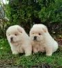 Photo №1. chow chow - for sale in the city of Belgrade | negotiated | Announcement № 127753