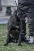 Additional photos: Cane Corso puppies