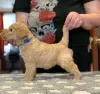 Photo №3. Lakeland terrier puppies. Russian Federation