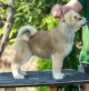 Additional photos: Akita Inu