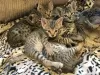 Additional photos: Passionate Savannah Kittens with pedigree for sale to caring homes