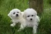 Photo №3. Purebred Bichon Frize puppies available now. Germany