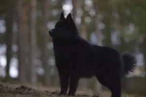 Additional photos: Schipperke. Puppies