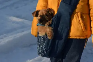 Photo №1. brussels griffon - for sale in the city of Arkhangelsk | 499$ | Announcement № 1740