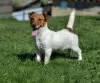 Photo №1. jack russell terrier - for sale in the city of Minsk | 214$ | Announcement № 19505