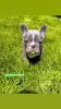 Additional photos: Hello french bulldog puppies for sale.