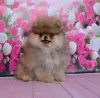 Photo №1. pomeranian - for sale in the city of Эспоо | 1129$ | Announcement № 129649