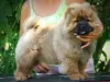 Photo №3. Chow Chow puppy. Serbia