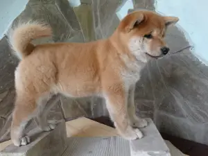 Photo №2 to announcement № 4580 for the sale of shiba inu - buy in Russian Federation private announcement