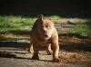 Photo №4. I will sell american bully in the city of Москва. from nursery - price - 1041$