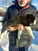 Photo №3. Promising puppies CAO (alabay). Belarus