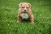 Additional photos: American Bully puppies for sale